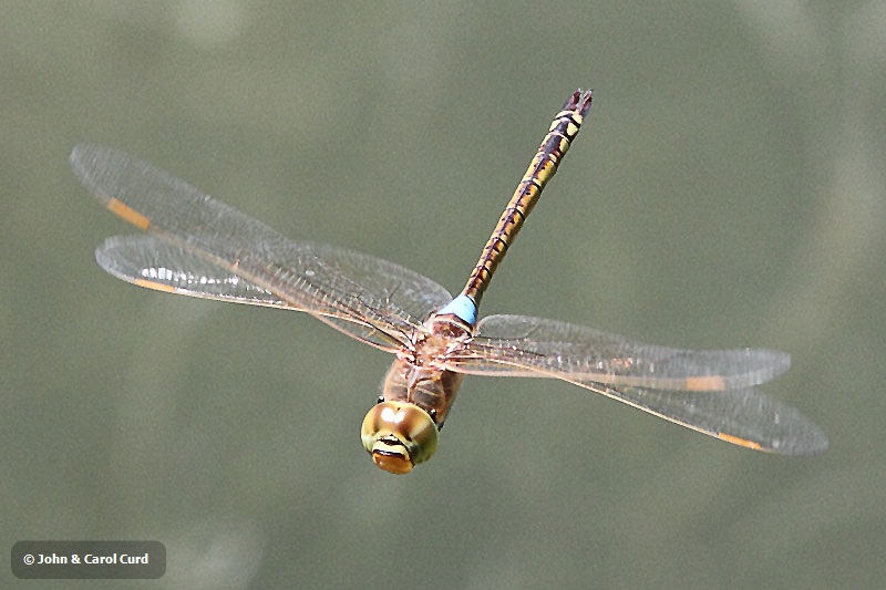 J17_0818 Anax ephippiger male.JPG